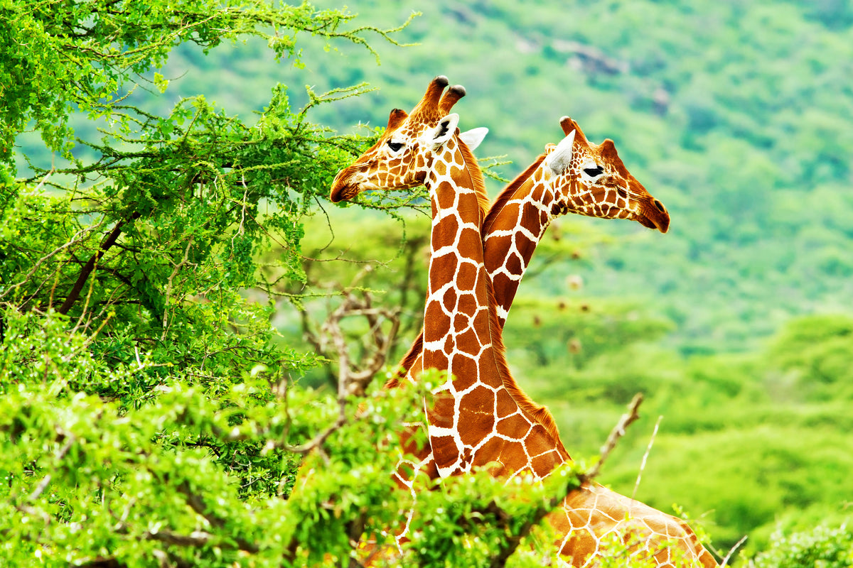 3-piece-aluminium-print-giraffes-love