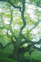 framedposter-print-the-old-tree