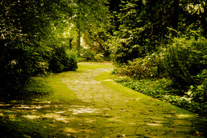 aluminium-print-moss-covered-path
