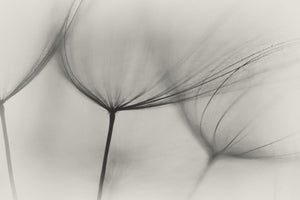 3-piece-aluminium-print-tragopogon