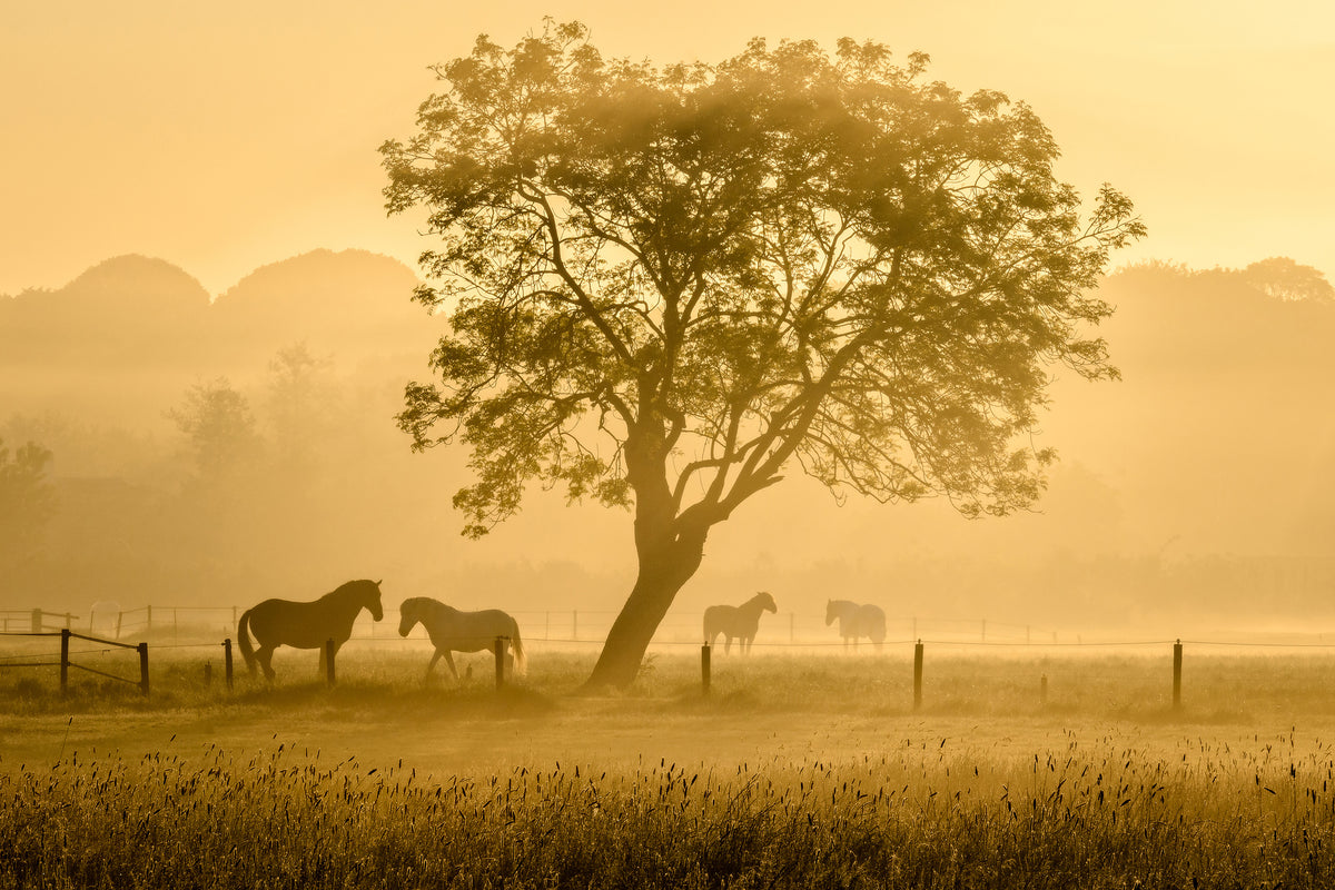 aluminium-print-golden-horses-x
