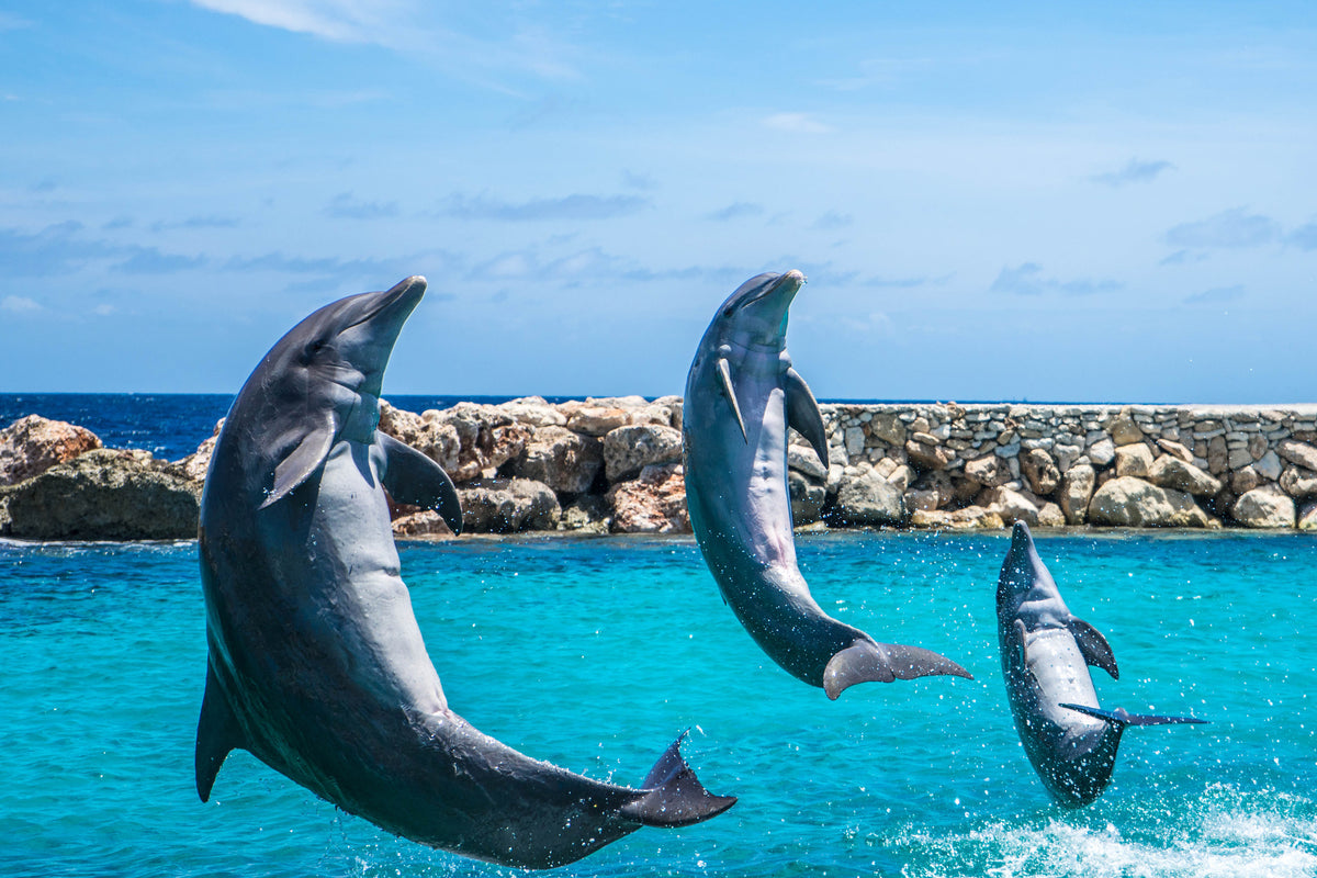 3-piece-aluminium-print-3-dolphins