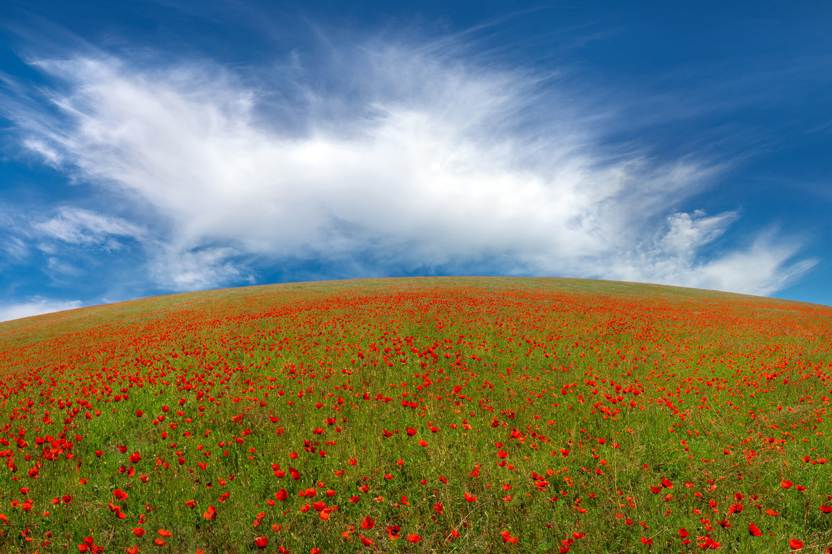 modern-3-piece-canvas-print-red-poppies
