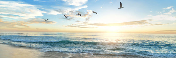 panoramic-acrylic-print-the-seagulls-and-the-sea-at-sunrise-31-panorama