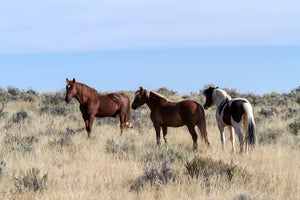 acrylic-print-3-horses-in-nature