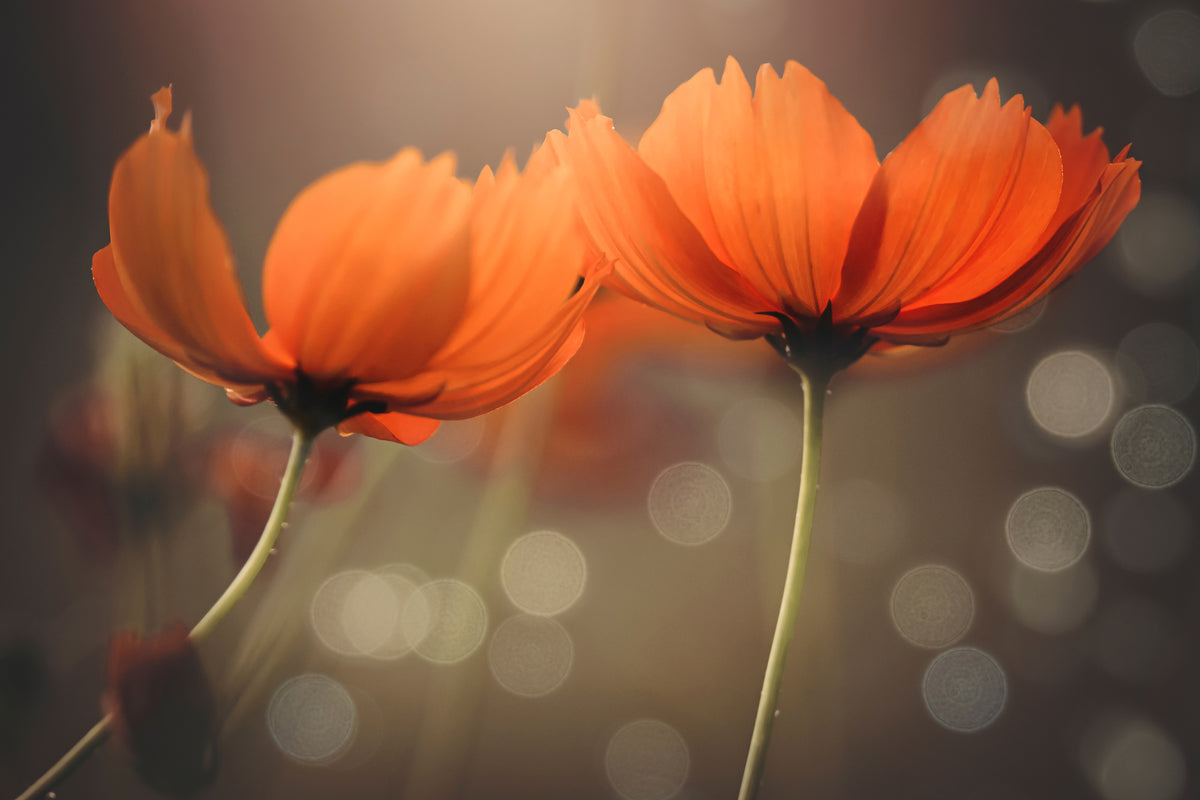 3-piece-acrylic-print-friends
