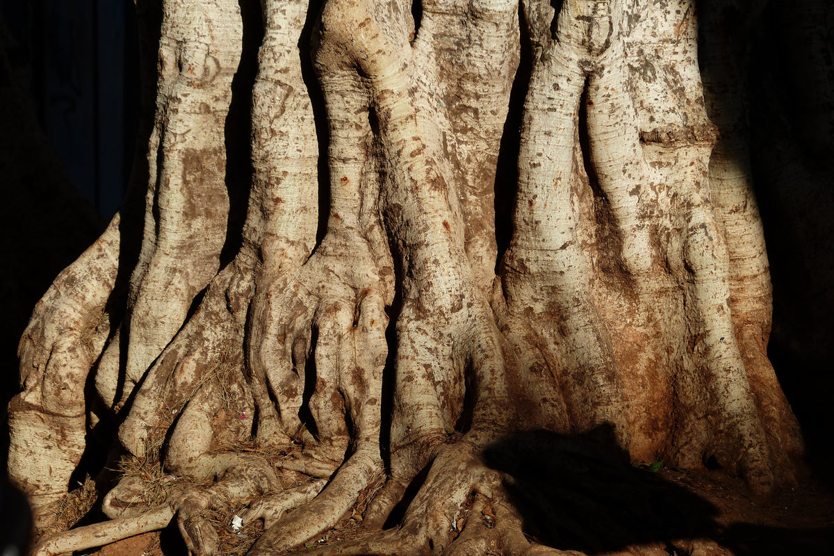 aluminium-print-tree-close-up