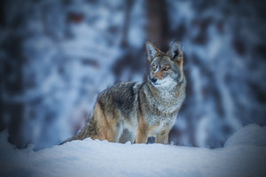 poster-print-coyote-in-winter-x