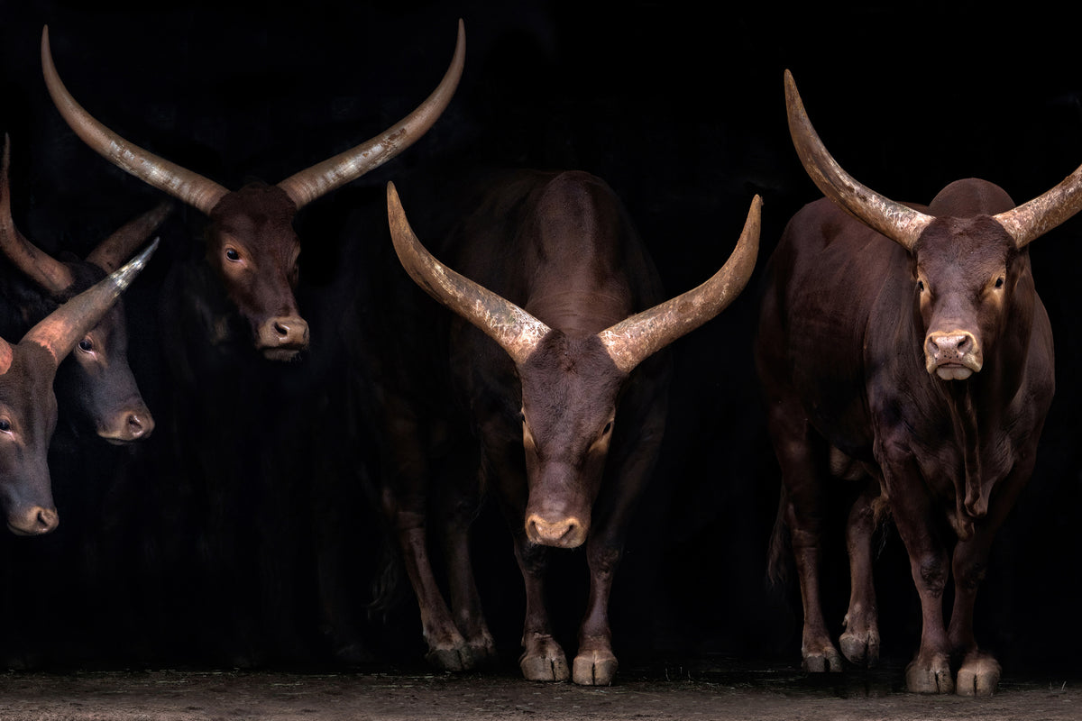 acrylic-print-watusi-family-x