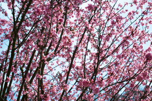aluminium-print-japanese-cherry-blossom