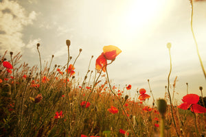 poster-print-the-poppy-field-at-sunrise