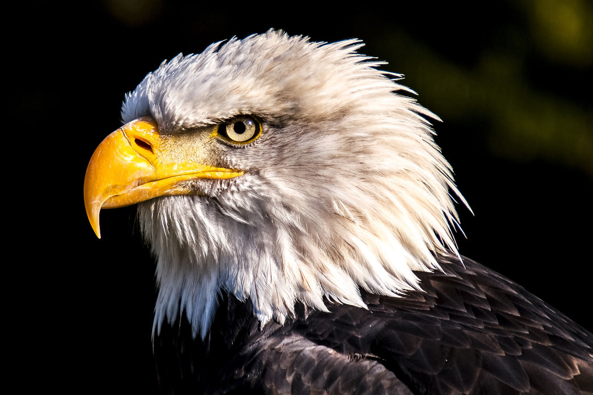 poster-print-the-eagle-head