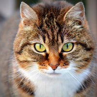 aluminium-print-tiger-cat
