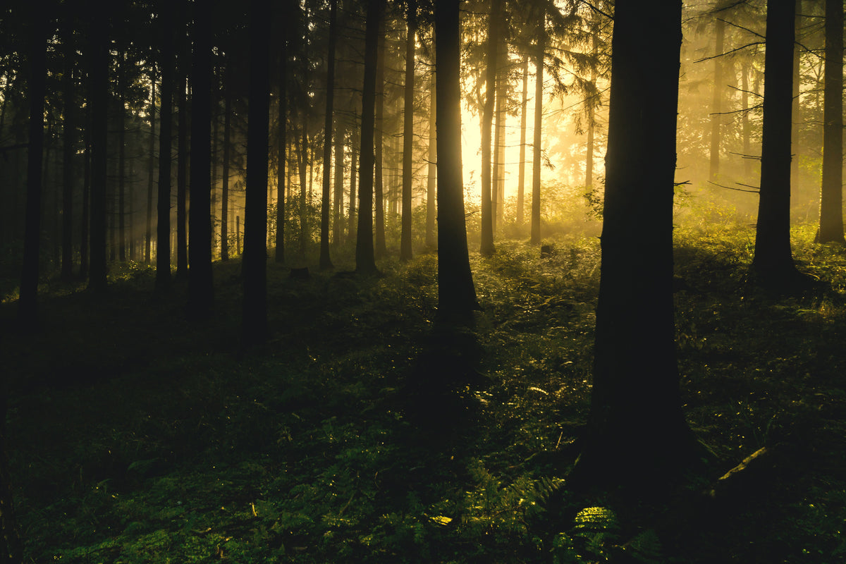 3-piece-aluminium-print-sunset-in-the-forest