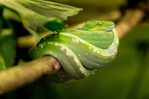 framedposter-print-green-snake
