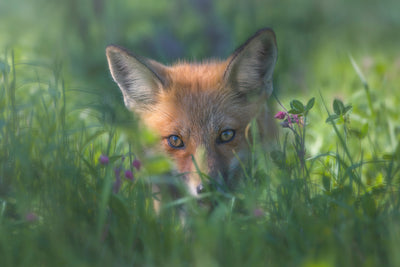 poster-print-red-fox-xuf
