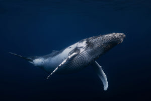 poster-print-humpback-whale-in-blue-x