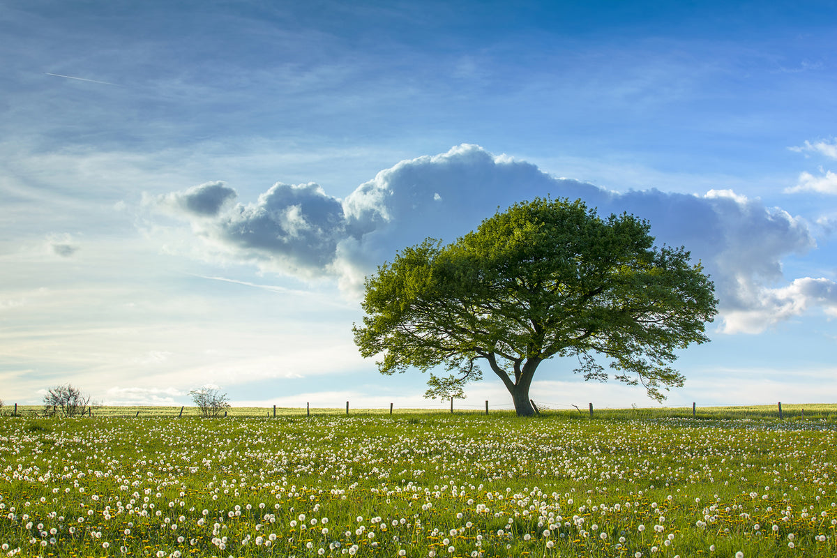 modern-3-piece-aluminium-print-spring-tree