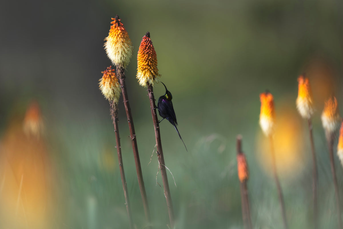 acrylic-print-tacazze-sunbird-x