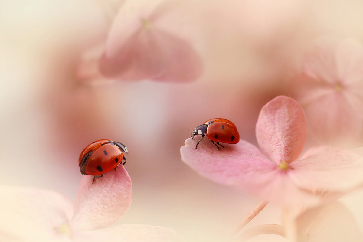 aluminium-print-ladybirds-on-pink-hydrangea