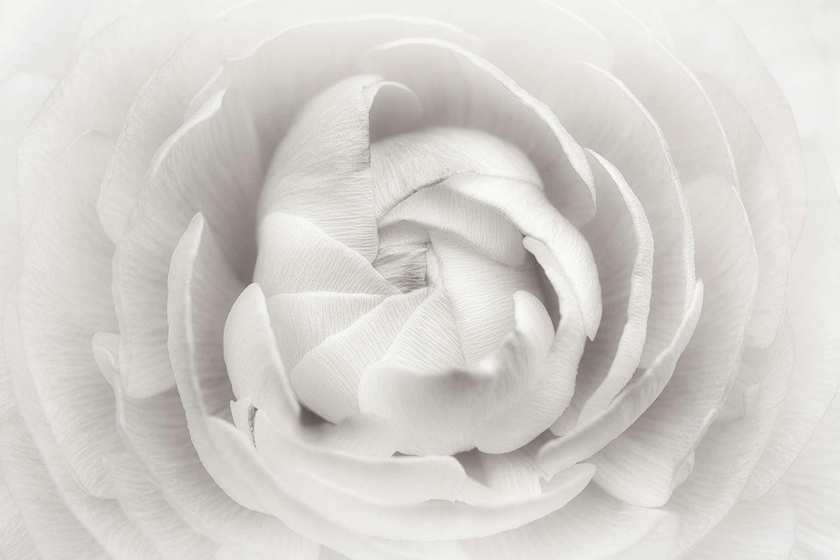 poster-print-ranunculus