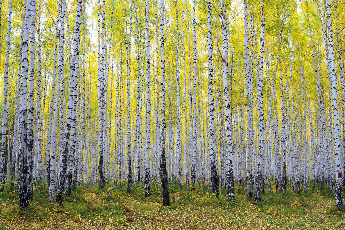 poster-print-autumnal-birch-forest