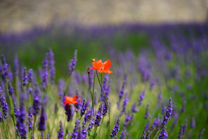 3-piece-canvas-print-poppy-in-the-lavender