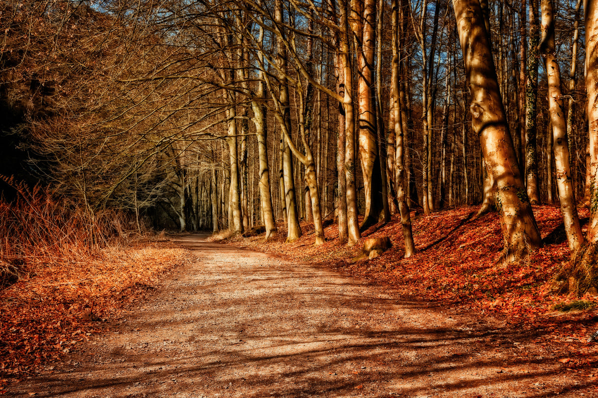 framedcanvas-print-nature-in-autumn