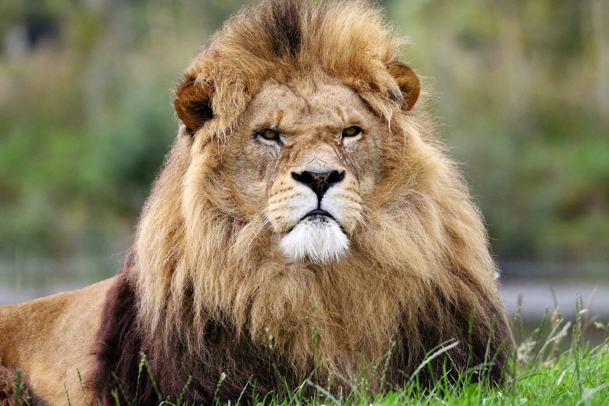3-piece-canvas-print-the-king-of-animals