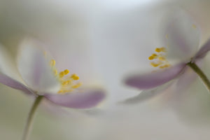 aluminium-print-soft-whispering
