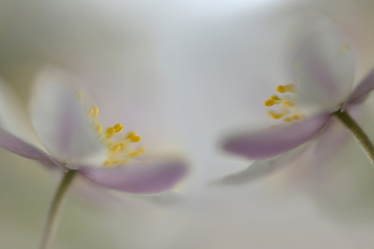 aluminium-print-soft-whispering