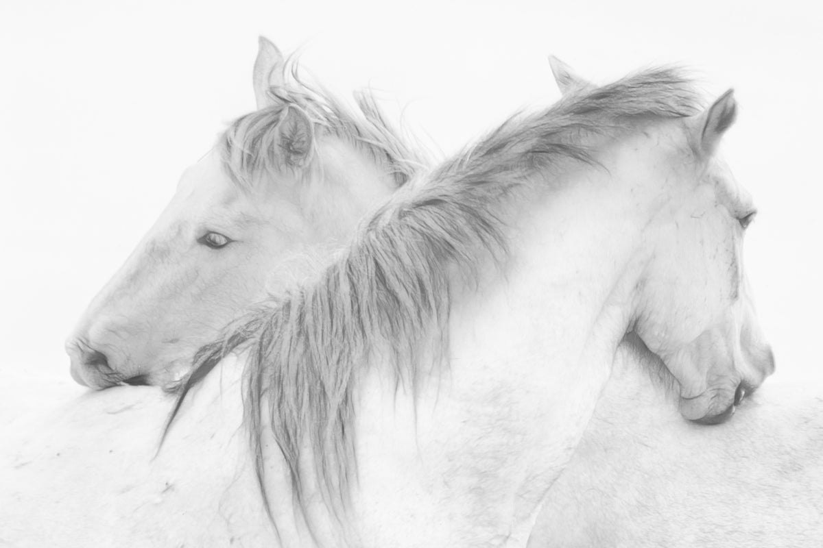 poster-print-horses