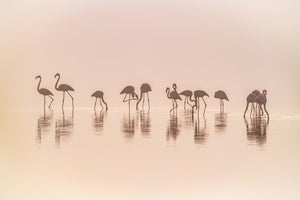 canvas-print-flamingos-in-the-mist-x