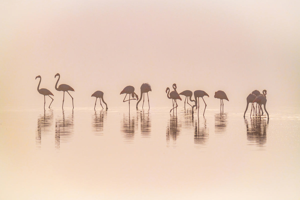 canvas-print-flamingos-in-the-mist-x