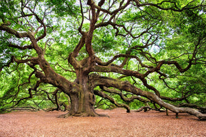framedcanvas-print-the-oak