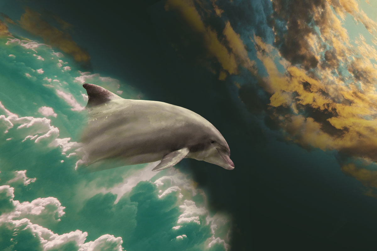 poster-print-fascination-dolphin
