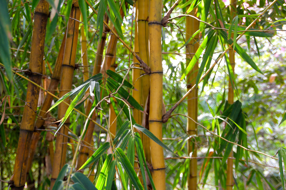 3-piece-canvas-print-wild-bamboo