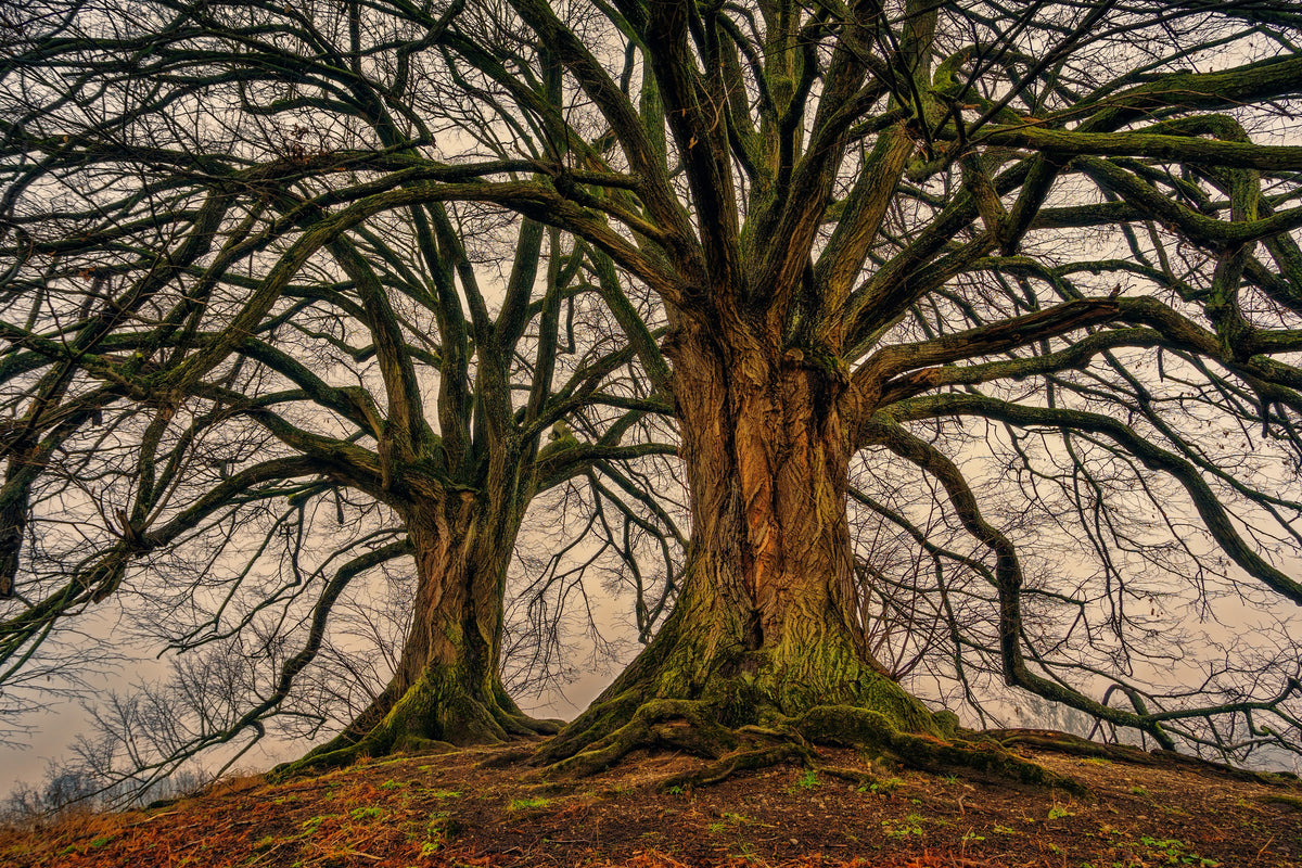 acrylic-print-ghostly-trees