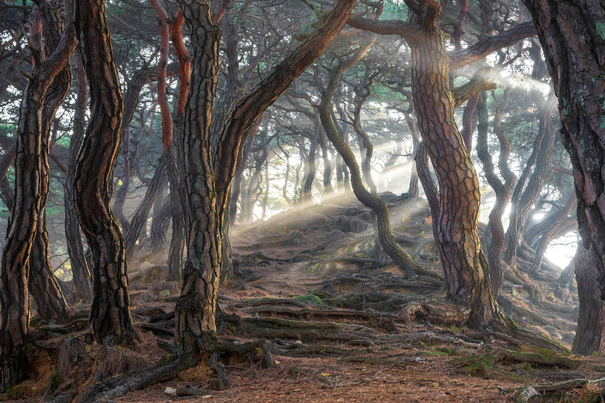 framedcanvas-print-sacred-pine-forest-x
