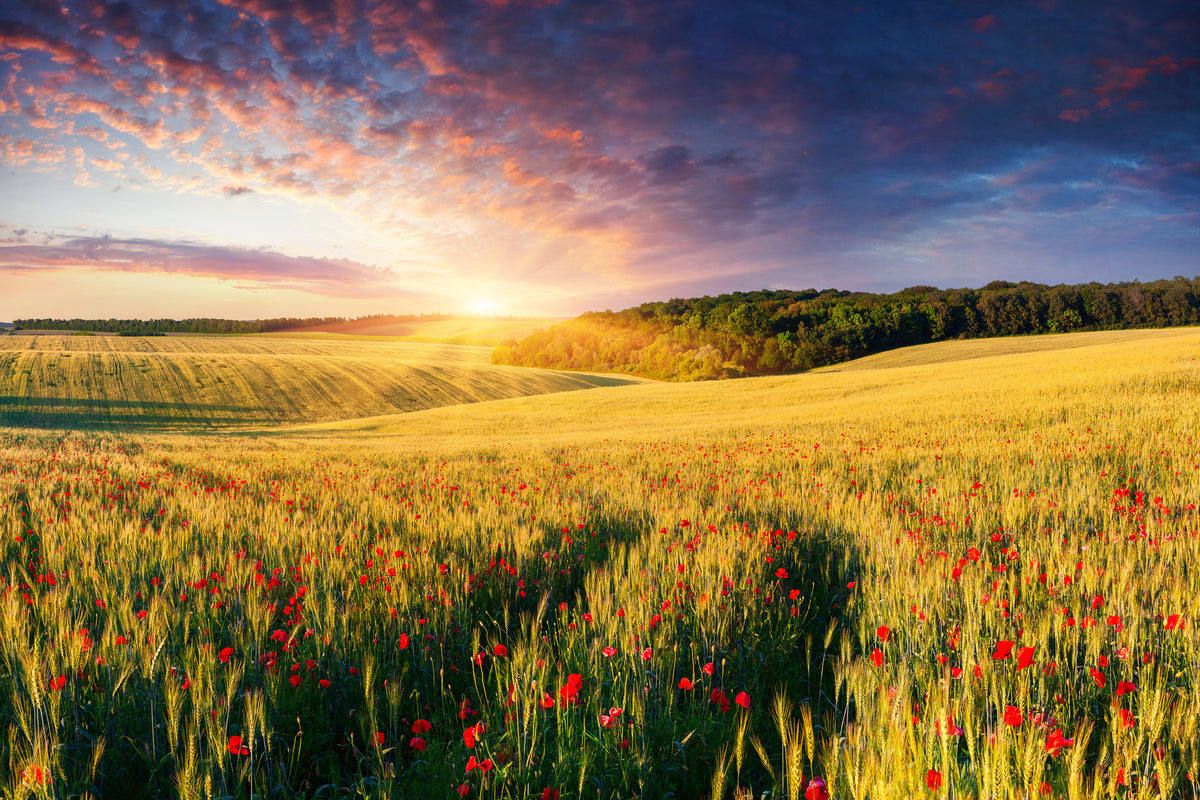 3-piece-acrylic-print-a-flower-field-at-sunrise