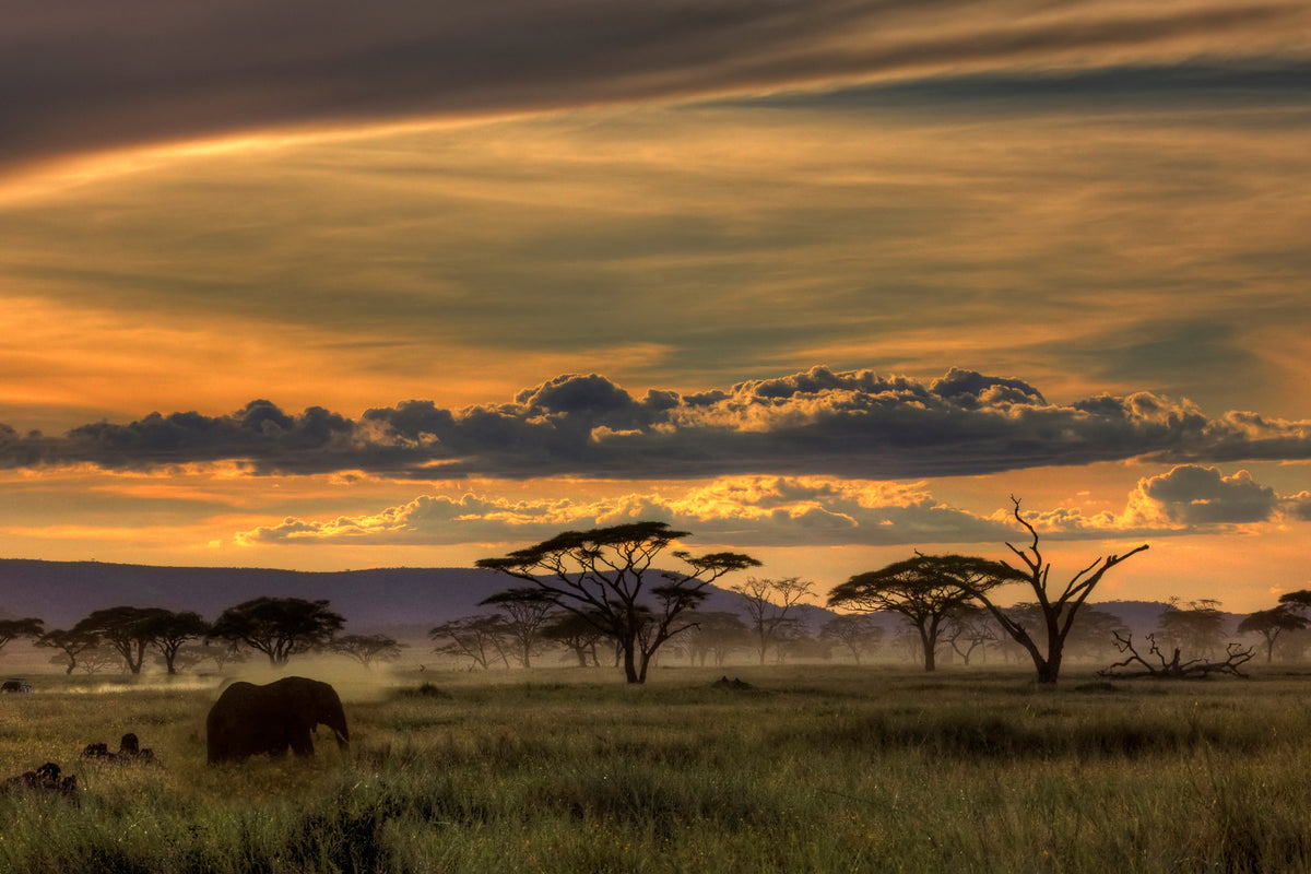 acrylic-print-africa-x