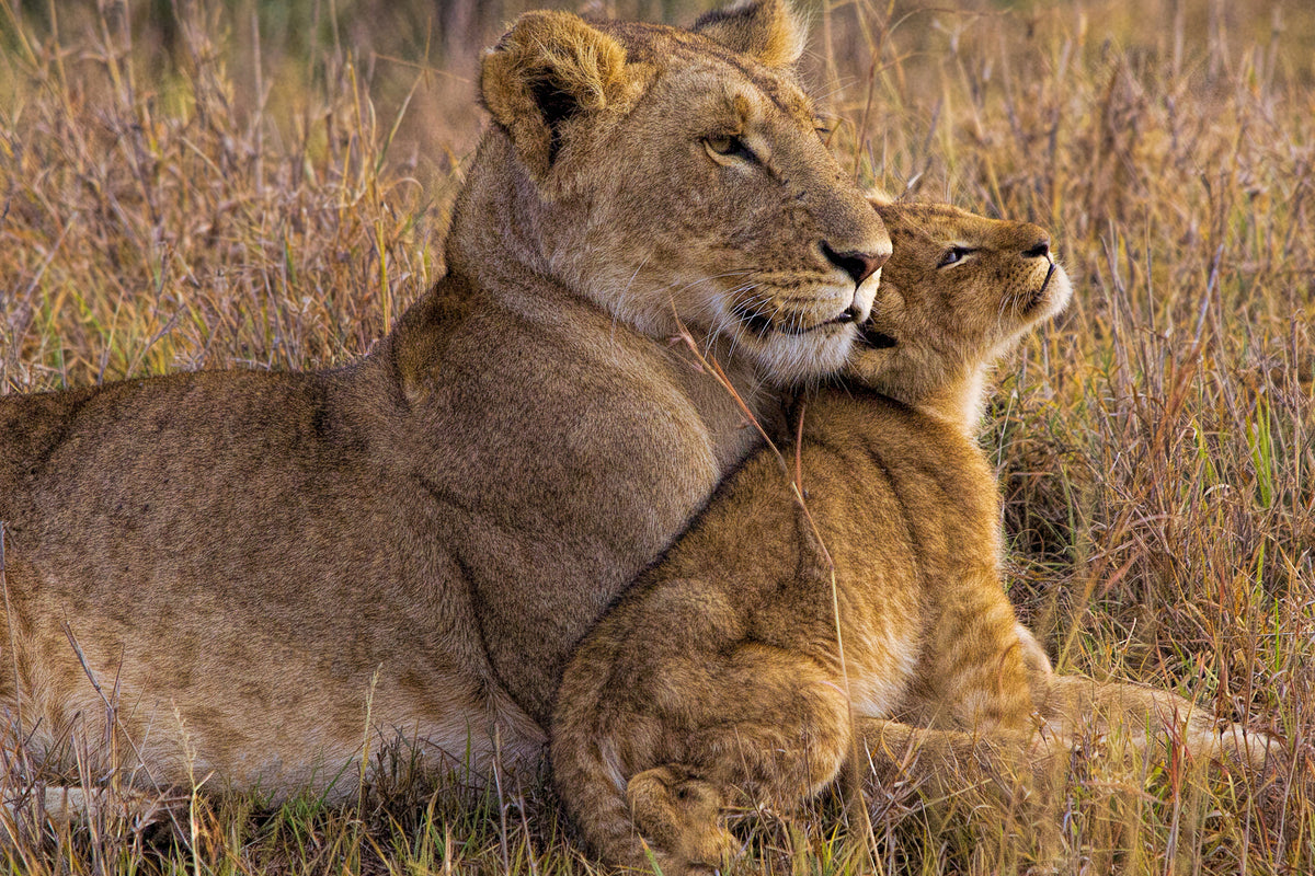 aluminium-print-baby-lion-with-mother-x