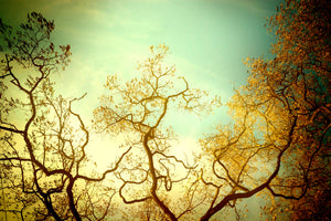 poster-print-autumn-trees-ii