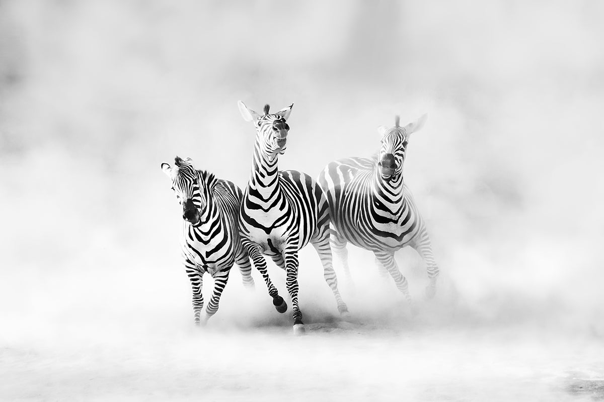 modern-3-piece-canvas-print-zebras