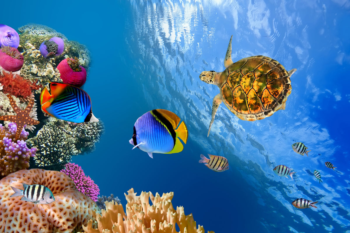 acrylic-print-fish-in-the-water
