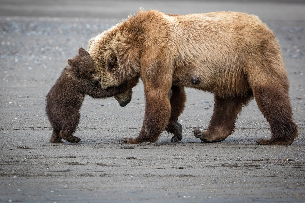 aluminium-print-a-little-bear-hug