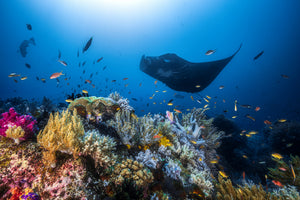 framedposter-print-manta-reef-on-the-reef-x