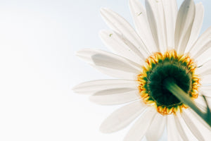 3-piece-canvas-print-a-daisy