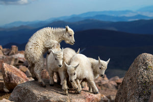 framedposter-print-baby-goats-at-play-x