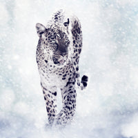 9-piece-aluminium-print-photo-wallaper-the-leopard